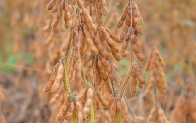 Podcast: Driving soybean yield