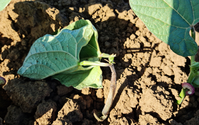 Podcast: Seedling disorders