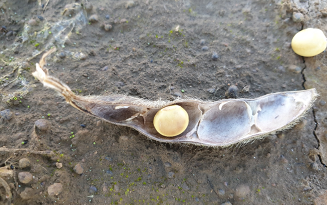 Podcast: Agronomic strategies for following a wet season