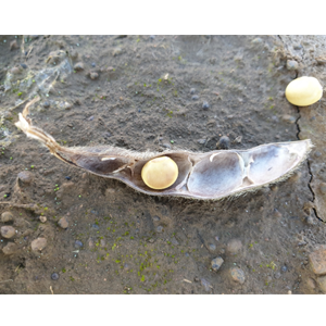 Agronomic-strategies-for-following-a-wet-season https://www.podsquad.co.za/wp-content/uploads/2023/03/Agronomic-strategies-for-following-a-wet-season.png