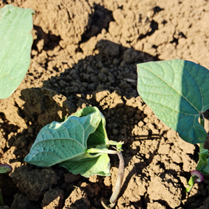 Seedling-disorders https://www.podsquad.co.za/wp-content/uploads/2023/03/Seedling-disorders.png