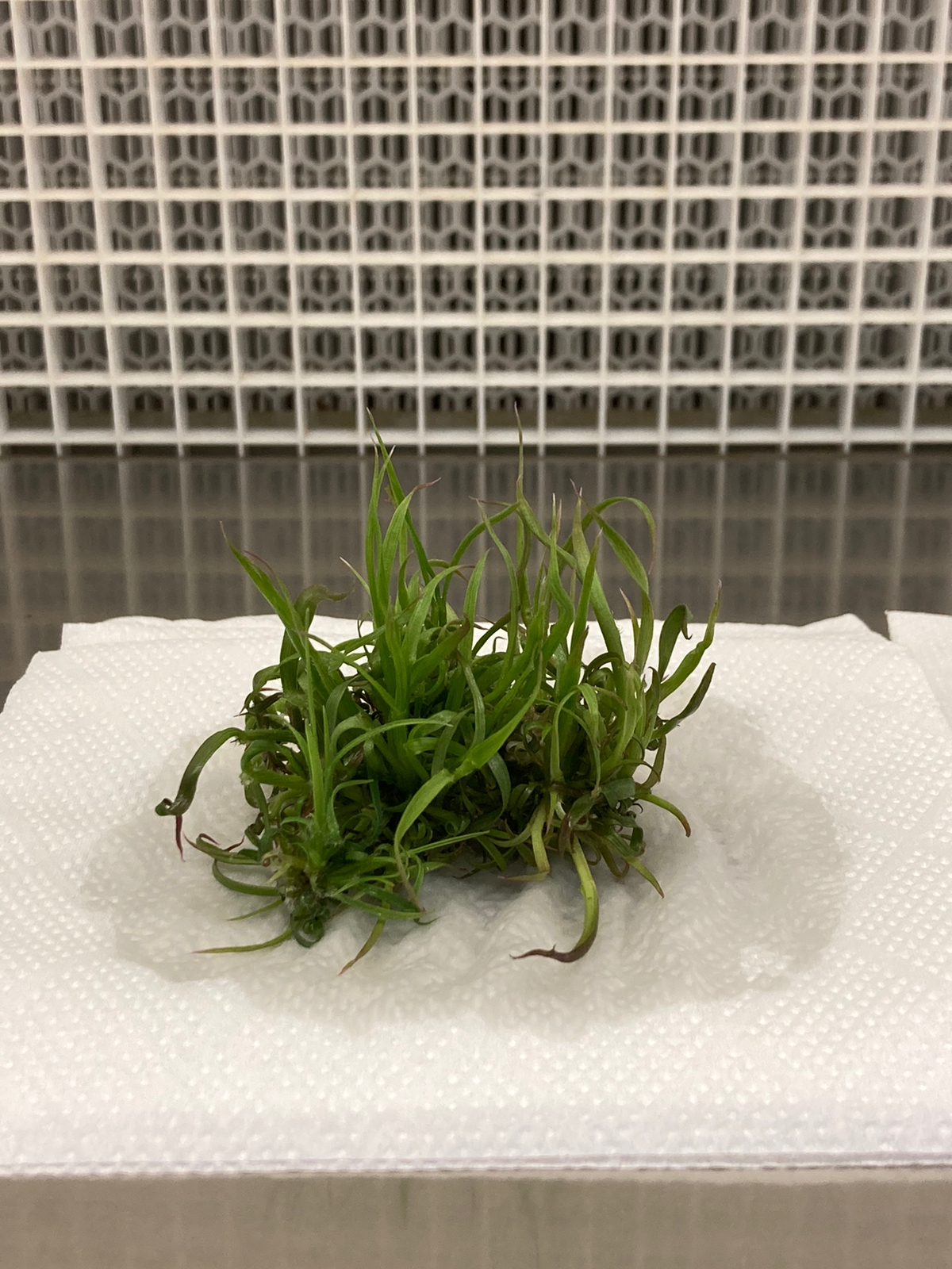 Tissue culture tuesday https://www.podsquad.co.za/wp-content/uploads/2023/03/Tissue-culture-tuesday.jpeg
