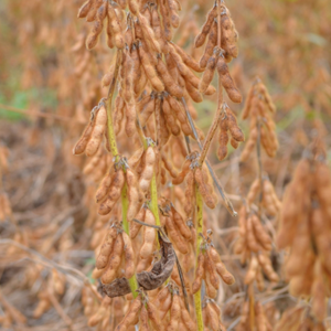 soybean https://www.podsquad.co.za/wp-content/uploads/2023/03/soybean.png