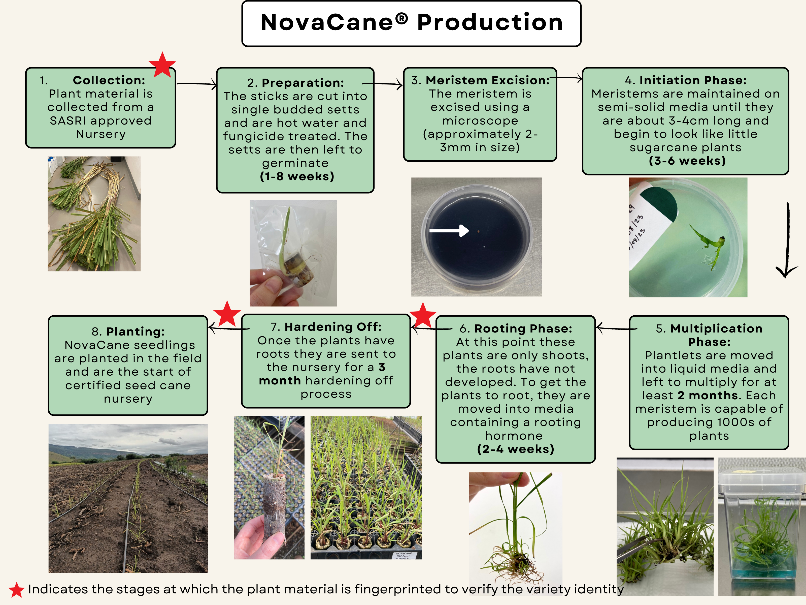 NovaCane Production Flow Chart https://www.podsquad.co.za/wp-content/uploads/2023/11/NovaCane-Production-Flow-Chart.png
